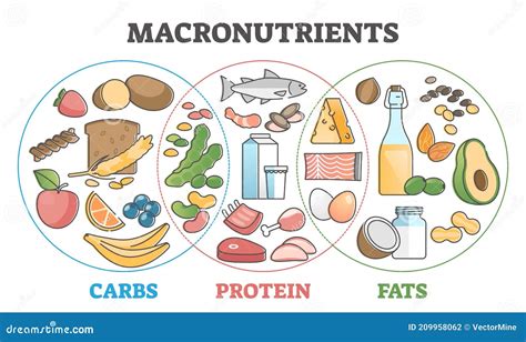 Macronutrientes: Proteínas, Carbohidratos y Grasas
