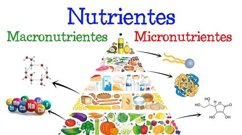 Macronutrientes y Micronutrientes
