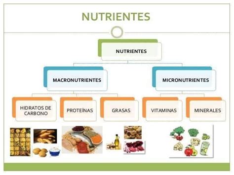 Macronutrientes y micronutrientes