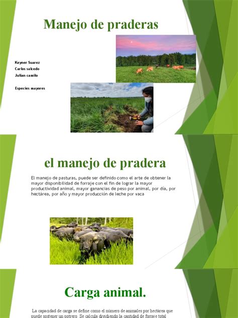 Manejo de praderas