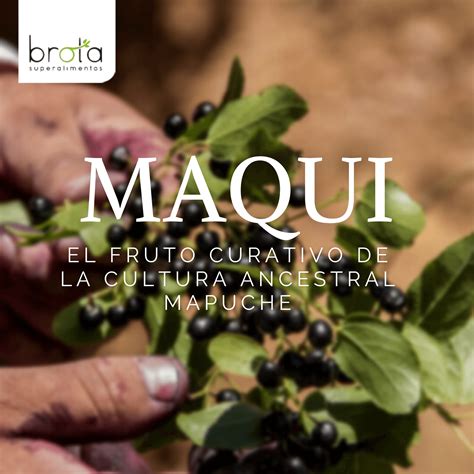 Maqui: baya sagrada de la cultura mapuche