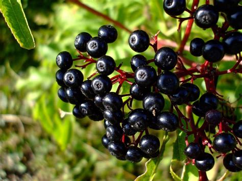 Maqui Berries