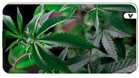 Marihuana