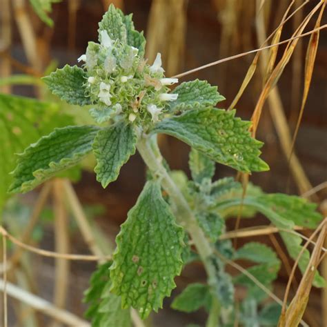 Marrubium vulgare