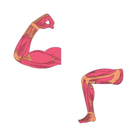 Masa Muscular