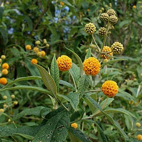 Matico (Buddleja globosa)