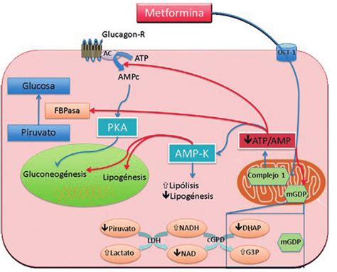 Mecanismo de acción de la metformina