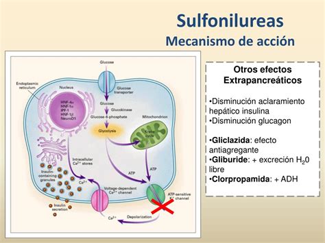 Mecanismo de acción de las sulfonilureas