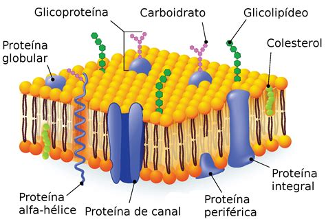Membrana plasmática