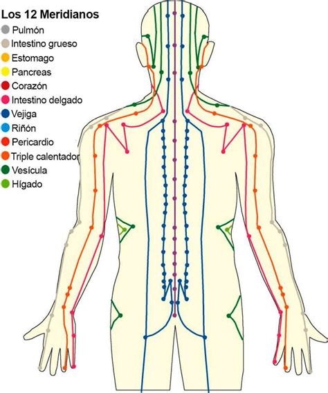 Meridianos de Acupuntura