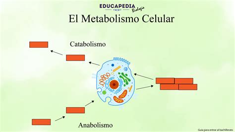 Metabolismo