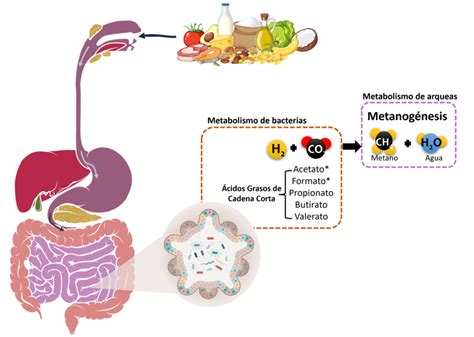 Metabolismo de carbohidratos a ácidos grasos de cadena corta