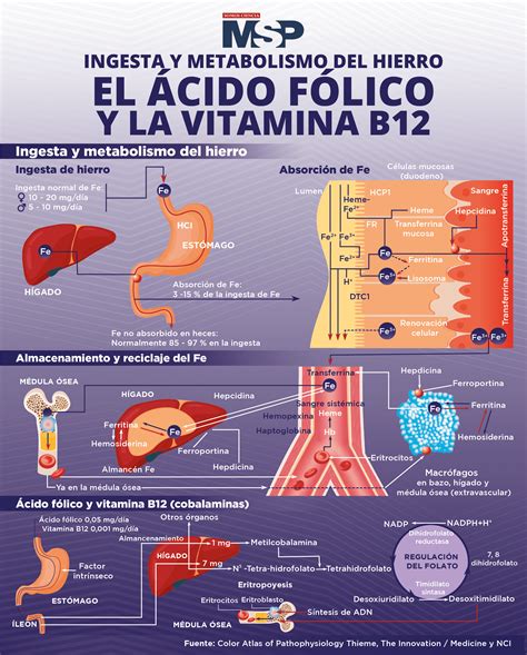 Metabolismo del ácido fólico
