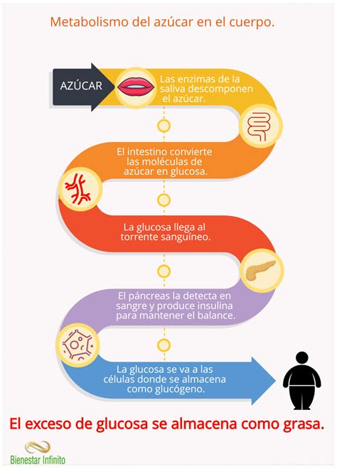 Metabolismo del azúcar