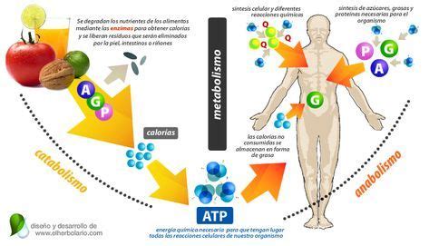 Metabolismo y Alimentación