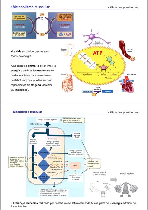 Metabolismo y Masa Muscular