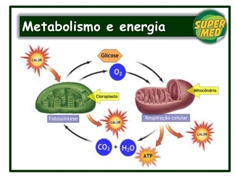Metabolismo y energía