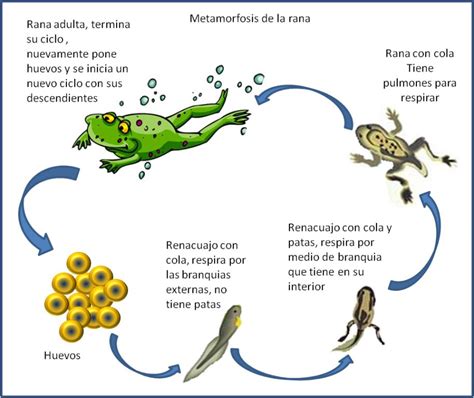 Metamorfosis de una rana