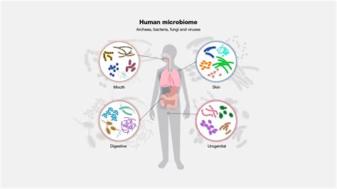 Microbioma Humano