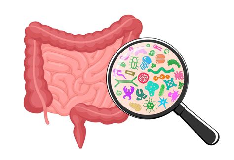 Microbioma Intestinal