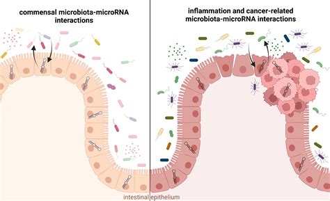 Microbiota Intestinal