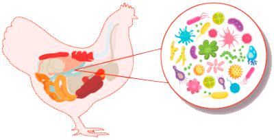 Microbiota Intestinal en Aves