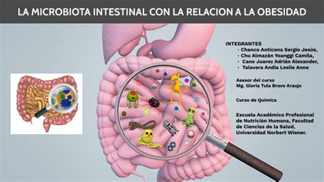 Microbiota intestinal y control de peso