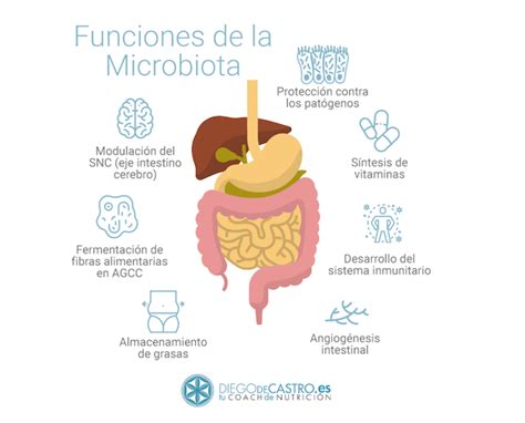 Microbiota intestinal y sus funciones
