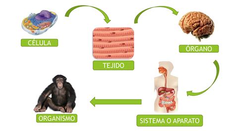 Niveles de organización biológica