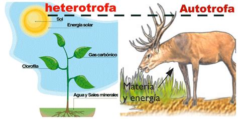Nutrición Autótrofa vs. Heterótrofa