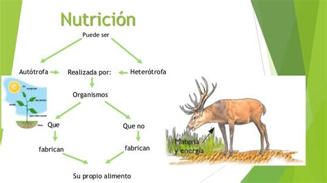 Nutrición Heterótrofa