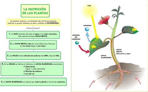 Nutrición de las Plantas