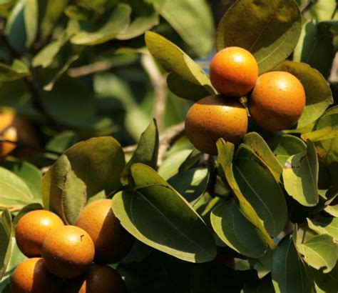 Nux Vomica