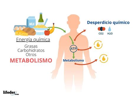 Optimización del Metabolismo