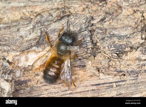 Osmia bicornis female