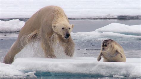 Oso polar cazando focas