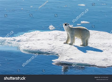 Oso polar en la bahía de Baffin