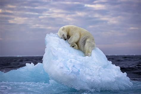 Oso polar en un bloque de hielo