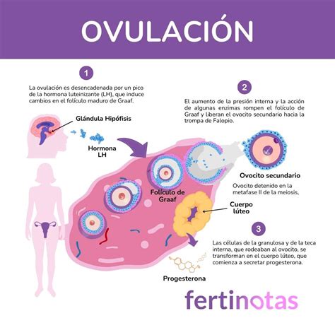 Ovulación