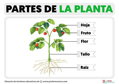 Partes de una planta