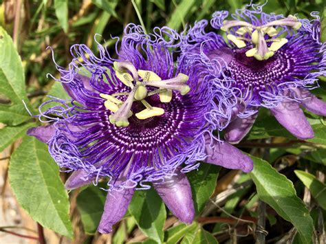 Passiflora Incarnata