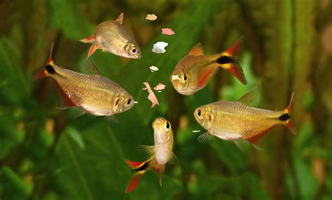 Peces comiendo alimento en un acuario