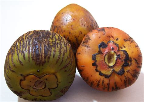 Pejibaye