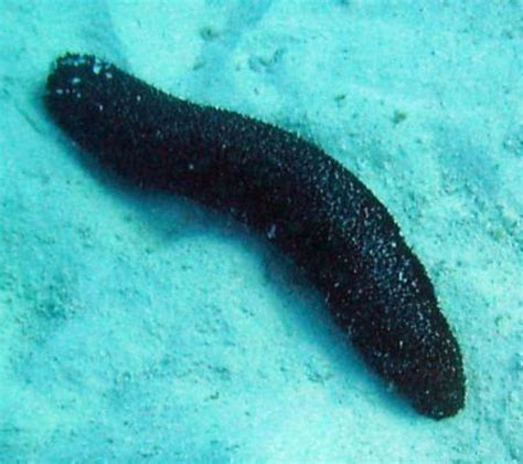 Pepino de mar chileno