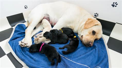Perra con cachorros amamantando