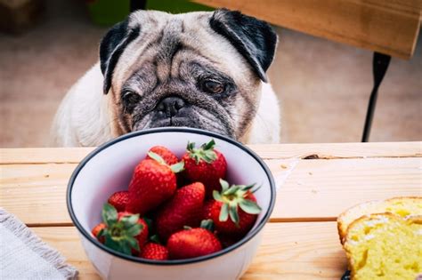 Perro comiendo fresas
