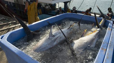 Pesca de atún