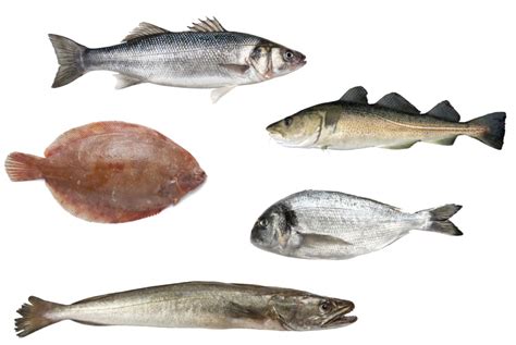Pescados Blancos