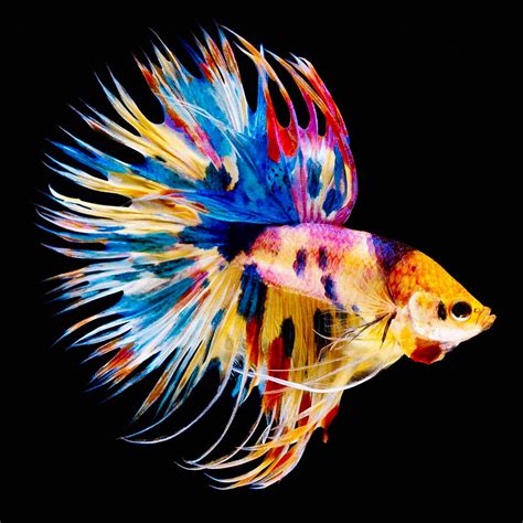 Pez Betta