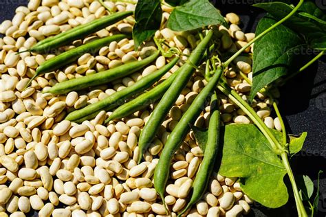Phaseolus vulgaris